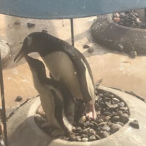 Gentoo penguin chick