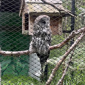 Great Grey Owl