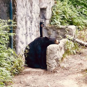 Black Bear