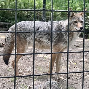 Coyote