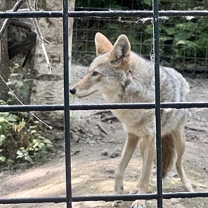 Coyote