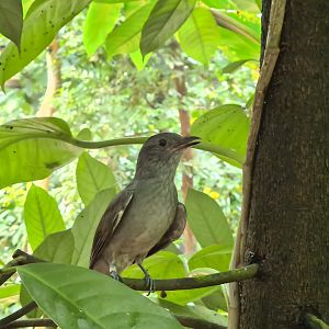 Burgers' Bush - Screaming piha close-up