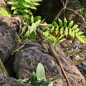 Burgers' Mangrove - Brown basilisk