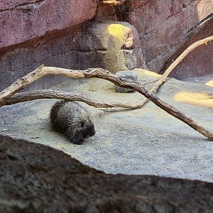 Burgers' Desert - North American porcupine