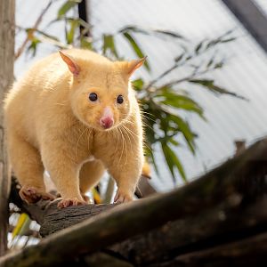 Tasmanian Golden Possum (male) / 16-6-22 / Hamerton