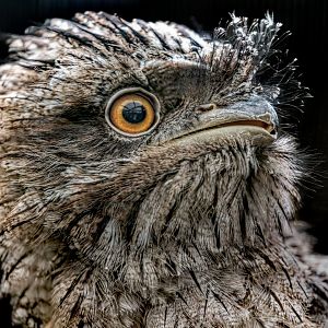 Tawny Frogmouth Chick / 16-6-22 / Hamerton