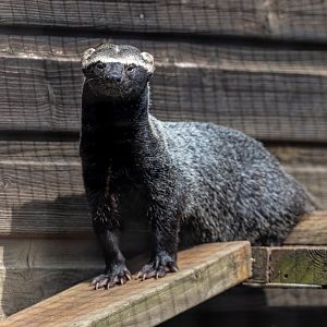 Greater Grison / 16-6-22 / Hamerton