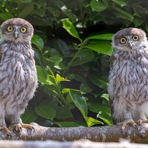 Barking Owl Chicks / 16-6-22 / Hamerton