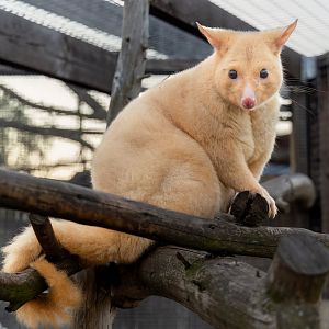 Tasmanian Golden Possum (female) / 7-7-22 / Hamerton