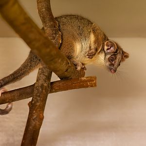 Ringtail possum  / 7-7-22 / Hamerton