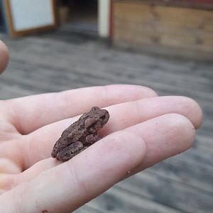 Juvenile Common toad (Bufo bufo)