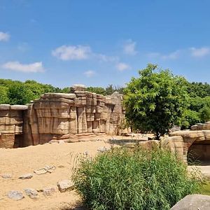 Lion exhibit,  Sahel Savanna