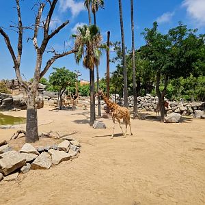 Rotschildt’s Giraffe/ Dorcas Gazelle,  Sahel Savanna