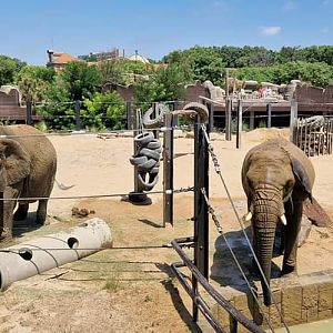 African Elephant, Sahel Savanna