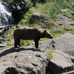 Brown Bear