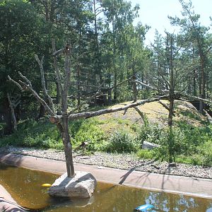 Red Panda/Otter Enclosure