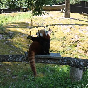 Red Panda