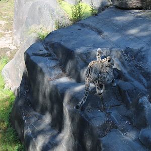 Snow Leopards