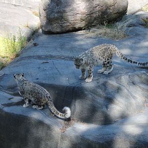 Snow Leopards