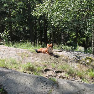 Dhole