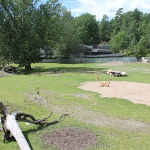 South America Pampas Enclosure
