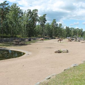 Camel/Kulan Enclosure