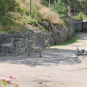 Zebra Enclosure