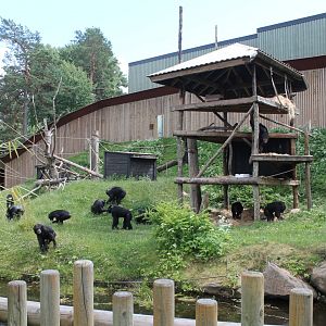 Chimpanzee Enclosure