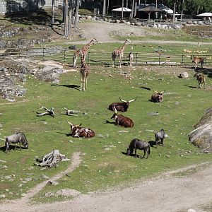 Savannah Cable Car Enclosure