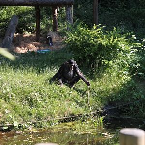 Chimpanzee