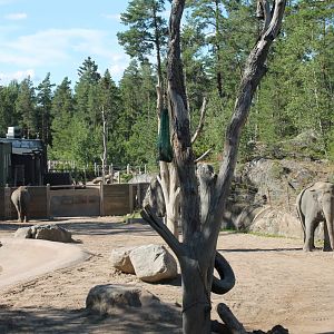 Elephant Enclosure