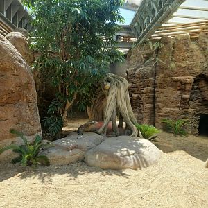 Komodo Dragon exhibit