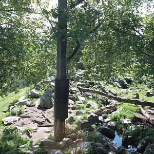 Brown Bear Enclosure