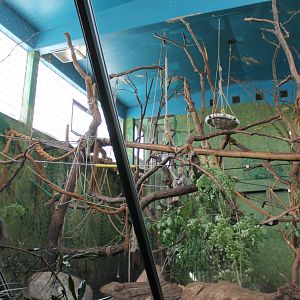 Guereza Indoor Enclosure