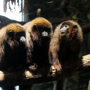 Titi Monkeys
