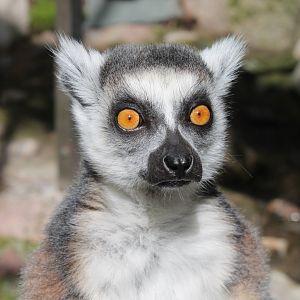 Ring Tailed Lemur