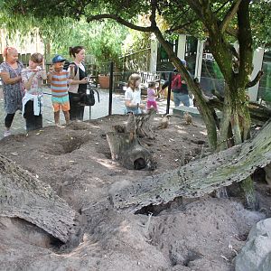 Meerkat Enclosure