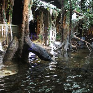 Crocodile Enclosure