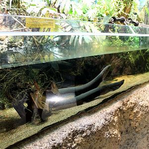 Electric Eel Tank