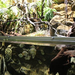 Amazon Tank