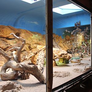 Dwarf Mongoose Enclosure