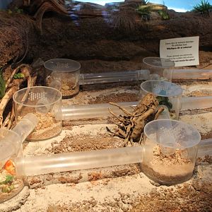 Naked Mole Rat Enclosure