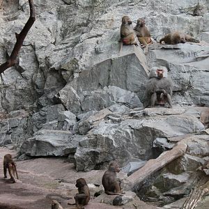 Baboon Enclosure
