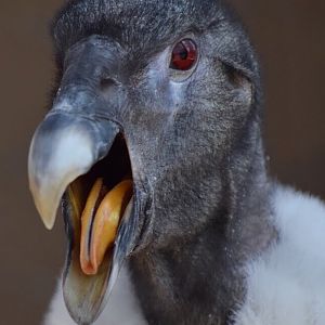 [March 2019] Andean condor (Vultur gryphus) yawning
