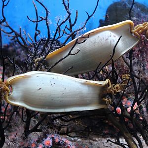 Eggs Large-spotted dogfish