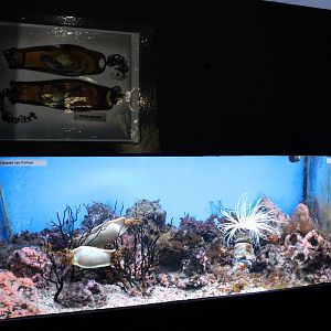 Aquarium Shark-eggs