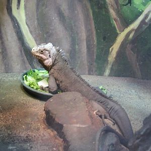 Lesser Antillean iguana