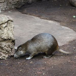 Desmarest's hutia