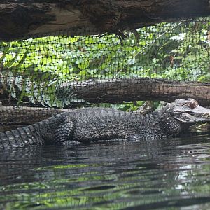 Cuvier's dwarf caiman