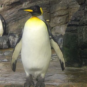 King penguin